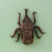 Samurai Helmet Beetle