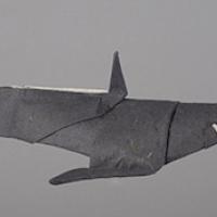 Shark
