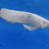 Arowana