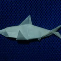 Shark