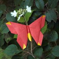 A Butterfly for Alice Gray