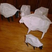 Sheep