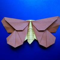 LaFosse's Moth