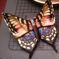 Old World Swallowtail