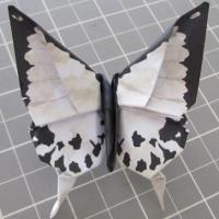 Mocker Swallowtail