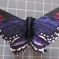 Red-Spotted Purple