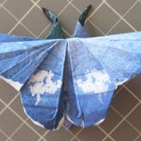 Common Blue