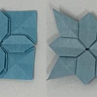 Hydrangea's Basic Form A variations