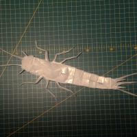 Silverfish
