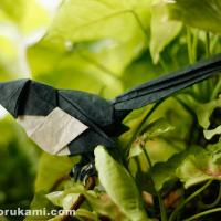 magpie