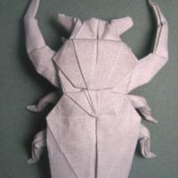 Goliath horned flower Beetle