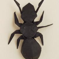 Ant