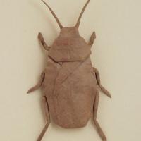 Cockroach