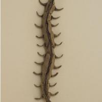 Centipede