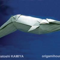 Blue Whale