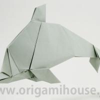 Dolphin