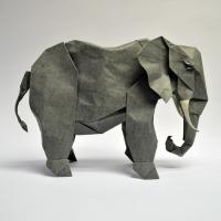 African Elephant