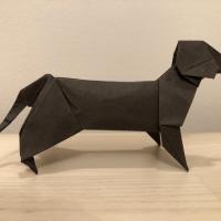 Dachshund