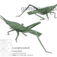 Longheaded Locust