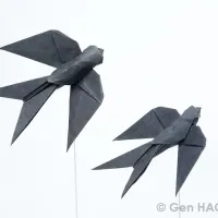 Swallow