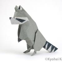 Raccoon