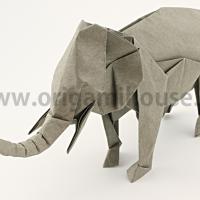 Asiatic Elephant