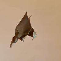 aquila in volo