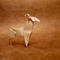 antilope
