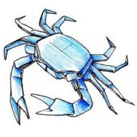 Shore Crab