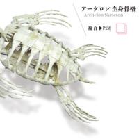 Archelon Skeleton
