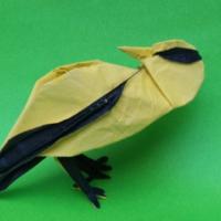 Oriolus chinensis bird