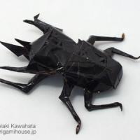 Caucasus Giant Beetle