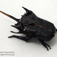 Eupatorus Horned Beetle
