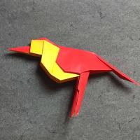 Red Knot