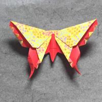 Alexander Aztec Swallowtail (Butterfly)