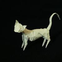 Cat (CP)