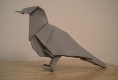 Pigeon
