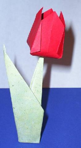 Tulip