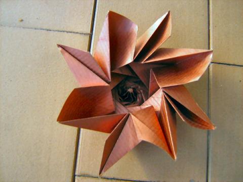 Male Flower (Video)