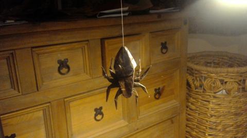 Orb Weaver