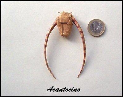 Acantocino