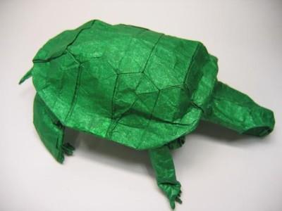 Western Pond Turtle