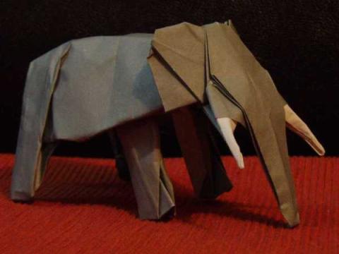 African Elephant