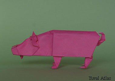 Boar