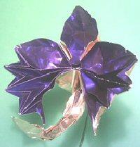 Orchid
