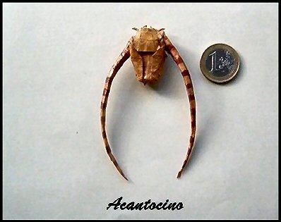 Acantocino