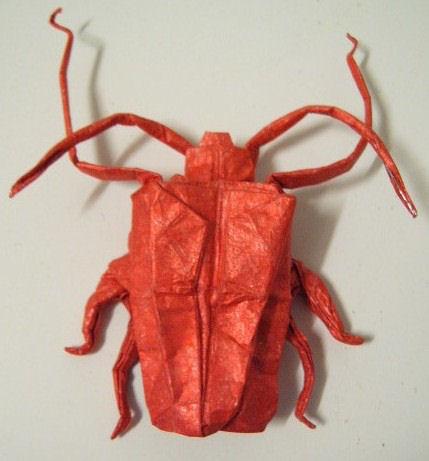 Arlequinde Cayena