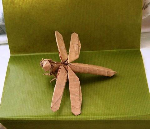Dragonfly 1.1B (CP)
