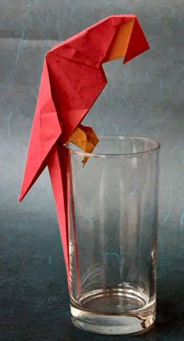 Scarlet Macaw