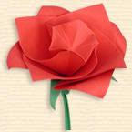 Miniature Rose 